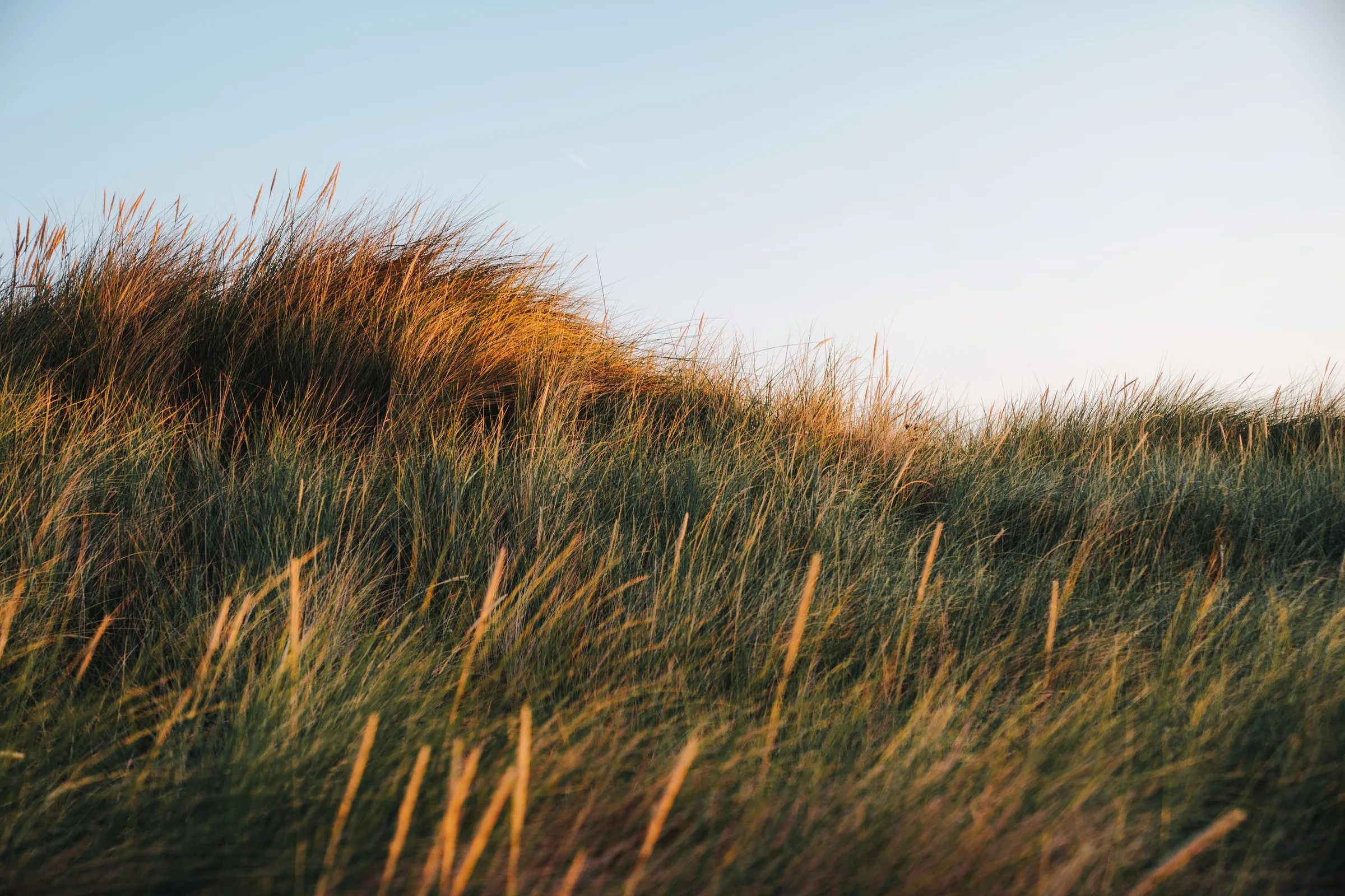 Dünengras am Graswarder